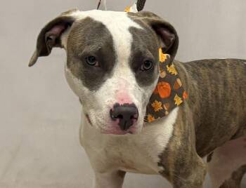 Mara -  Terrier Dog for Adoption in Sanford, Florida - Mara | PetCurious