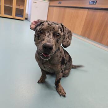 Rescue Corgi and Pit Bull Terrier Dogs for Adoption in Portsmouth, Virginia - Scooby | PetCurious