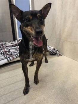 Lana -  Terrier and Mixed Breed Dog for Adoption in Honolulu, Hawaii - Lana | PetCurious