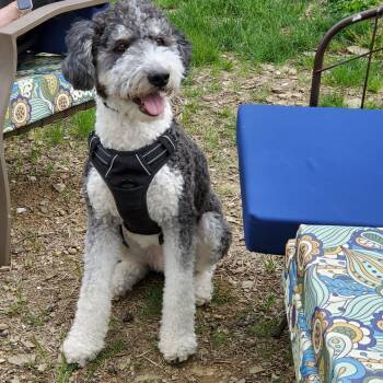 Rescue Aussiedoodle Dogs for Adoption in Irwin, Pennsylvania - Walter | PetCurious