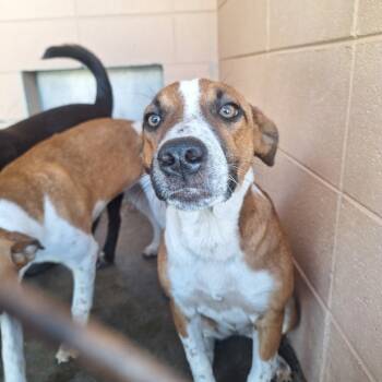 Rescue Cattle Dog Dogs for Adoption in Gautier, Mississippi - Brandy | PetCurious