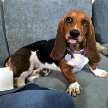 Basset Hound Dogs Available for Adoption in Hamilton, New Jersey - DAISY | PetCurious