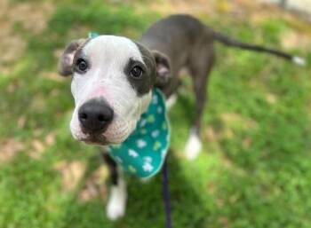 Pit Bull Terrier Dogs Available for Adoption in Charlotte, North Carolina - KNIGHT | PetCurious