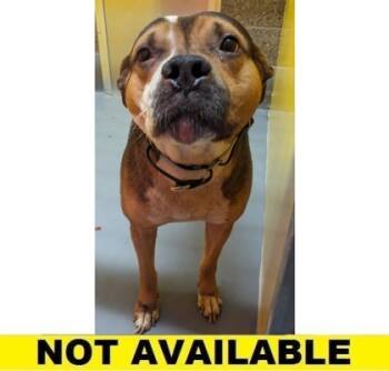 Rescue Pit Bull Terrier and Mixed Breed Dogs for Adoption in Eugene, Oregon - Splinter | PetCurious