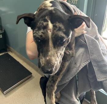 FELIX -  Catahoula Leopard Dog and Mixed Breed Dog for Adoption in Newton, North Carolina - FELIX | PetCurious