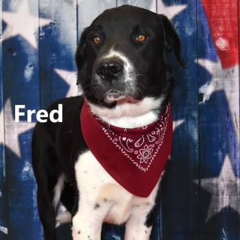 Rescue Black Labrador Retriever and Mixed Breed Dogs for Adoption in Yuma, Arizona - Fred | PetCurious
