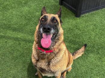 SADIE -  Dutch Shepherd Dog for Adoption in Tustin, California - SADIE | PetCurious