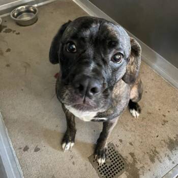 Lyle -  Boxer Dog for Adoption in Des Moines, Iowa - Lyle | PetCurious