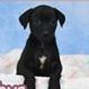 Labrador Retriever and Mixed Breed Dogs Available for Adoption in Clearwater, Florida - Barney | PetCurious