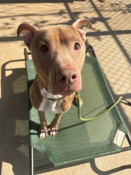 PORK CHOP -  Mixed Breed Dog for Adoption in Charlotte, North Carolina - PORK CHOP | PetCurious
