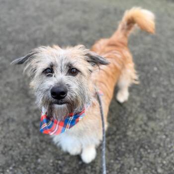 Terrier Dogs Available for Adoption - Einstein | PetCurious