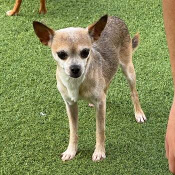 Robert 0691 -  Chihuahua Dog for Adoption in Loxahatchee Groves, Florida - Robert 0691 | PetCurious