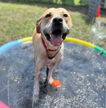 Mixed Breed Dogs Available for Adoption in Fernandina Beach, Florida - COOPER | PetCurious