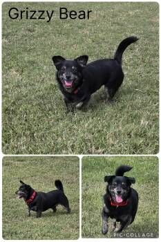 Rescue Dachshund Dogs for Adoption in Enterprise, Alabama - Grizzy Bear | PetCurious