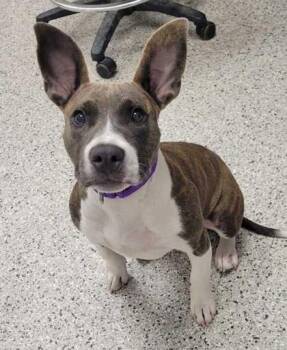 Clefairy -  Pit Bull Terrier and Mixed Breed Dog for Adoption in Kansas City, Missouri - Clefairy | PetCurious