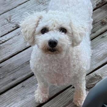 Darling -  Bichon Frise Dog for Adoption in Rochester, Minnesota - Darling | PetCurious