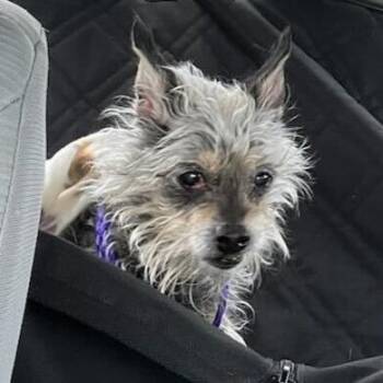Terrier Dogs Available for Adoption in Las Vegas, Nevada - Jiminy Cricket | PetCurious