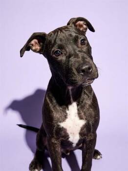 CARAMEL APPLE -  Mixed Breed Dog for Adoption in Jacksonville, Florida - CARAMEL APPLE | PetCurious