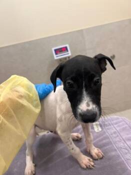 Dino -  Mixed Breed Dog for Adoption in Honolulu, Hawaii - Dino | PetCurious