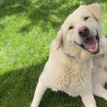 Daemon -  Great Pyrenees Dog for Adoption in Kanab, Utah - Daemon | PetCurious