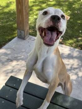 Akira - 2 -  Mixed Breed Dog for Adoption in Daytona Beach, Florida - Akira - 2 | PetCurious