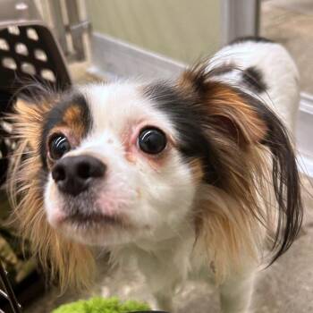 Shaggy -  Papillon and Chihuahua Dog for Adoption in Woodinville, Washington - Shaggy | PetCurious
