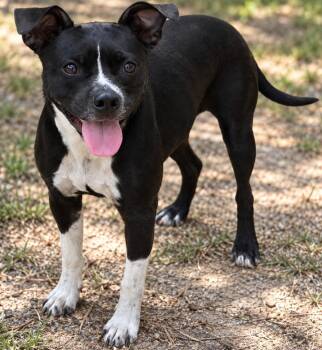 Cricket -  Mixed Breed Dog for Adoption in Winnsboro, South Carolina - Cricket | PetCurious