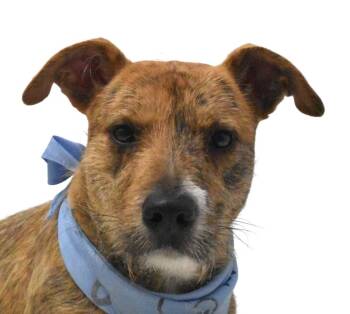 Rescue Wirehaired Terrier Dogs for Adoption in Springfield, Ohio - Pretzel | PetCurious