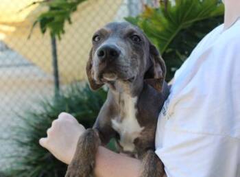 Wayne -  Hound and Mixed Breed Dog for Adoption in Brunswick, Georgia - Wayne | PetCurious