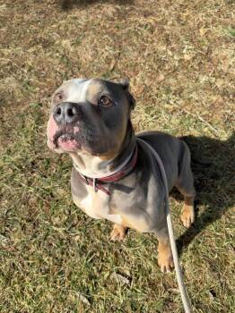 Sosa -  American Staffordshire Terrier Dog for Adoption in Front Royal, Virginia - Sosa | PetCurious
