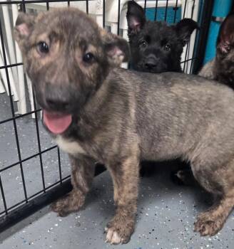Dutch Shepherd and Mixed Breed Dogs Available for Adoption - Hemi | PetCurious