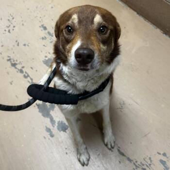 Mixed Breed Dogs Available for Adoption in Gadsden, Alabama - Camp | PetCurious