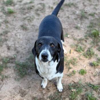 Terrier Dogs Available for Adoption - Sloan | PetCurious