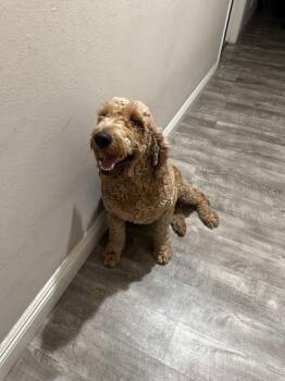 Rescue Goldendoodle Dogs for Adoption in Tustin, California - Daisy - Urgent Urgent Foster Needed | PetCurious