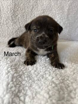 March- Mama August Calendar Crew -  Labrador Retriever and Pit Bull Terrier Dog for Adoption in Carmel Hamlet, New York - March- Mama August Calendar Crew | PetCurious