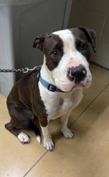 KORA -  Pit Bull Terrier Dog for Adoption in Minneapolis, Minnesota - KORA | PetCurious