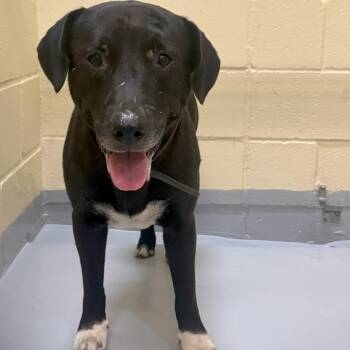 Baylor -  Labrador Retriever Dog for Adoption in Lufkin, Texas - Baylor | PetCurious