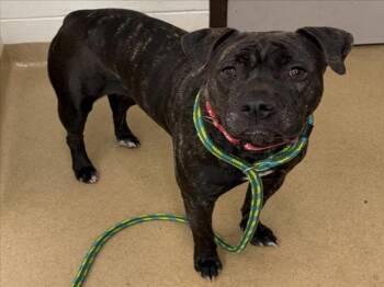 Staffordshire Bull Terrier and Mixed Breed Dogs Available for Adoption in Derwood, Maryland - TRICKS | PetCurious