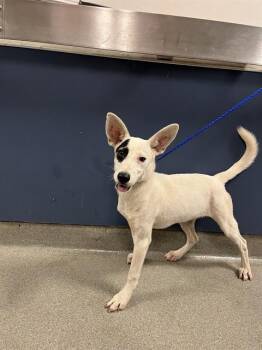 VEGA -  Rat Terrier and Mixed Breed Dog for Adoption in Doral, Florida - VEGA | PetCurious