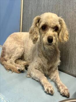 TILLY -  Maltese Dog for Adoption in San Bernardino, California - TILLY | PetCurious