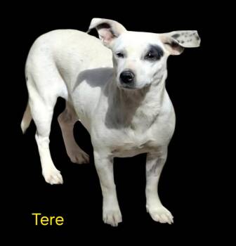 Rescue Mixed Breed Dogs for Adoption in Fort Stockton, Texas - Tere | PetCurious
