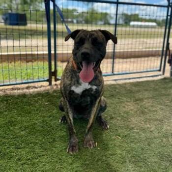 Rescue American Bulldog Dogs for Adoption in Saint George, Vermont - Zoe | PetCurious