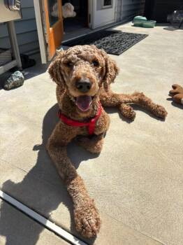 Fraggle -  Poodle Dog for Adoption in Brooksville, Florida - Fraggle | PetCurious