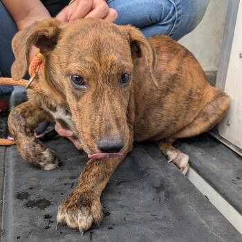 Curley -  Plott Hound and Mixed Breed Dog for Adoption in Buchanan Dam, Texas - Curley | PetCurious