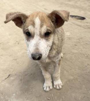 Sir Peter -  Shepherd and Husky Dog for Adoption in Fresno, California - Sir Peter | PetCurious