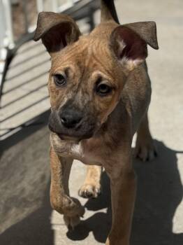 Pit Bull Terrier Dogs Available for Adoption in Hesperia, California - Reed | PetCurious