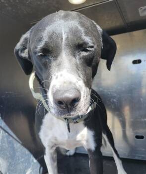 GILL -  Labrador Retriever and Mixed Breed Dog for Adoption in San Antonio, Texas - GILL | PetCurious