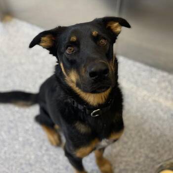 German Shepherd Dog and Mixed Breed Dogs Available for Adoption in Great Falls, Montana - Asher | PetCurious
