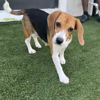 IQY2 5510 aka Lady -  Beagle Dog for Adoption in Loxahatchee Groves, Florida - IQY2 5510 Aka Lady | PetCurious