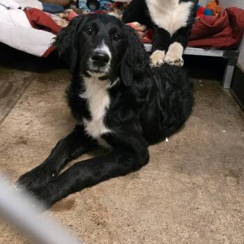 Honda -  Goldendoodle and Bernedoodle Dog Available for Adoption in Pottsville, Pennsylvania - Honda | PetCurious